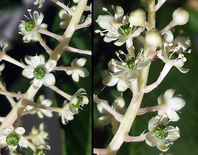 Phytolacca americana Linné, 1753 #46067