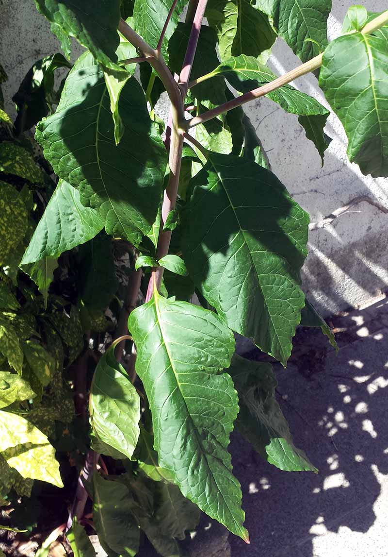 Phytolacca americana Linné, 1753 #46063