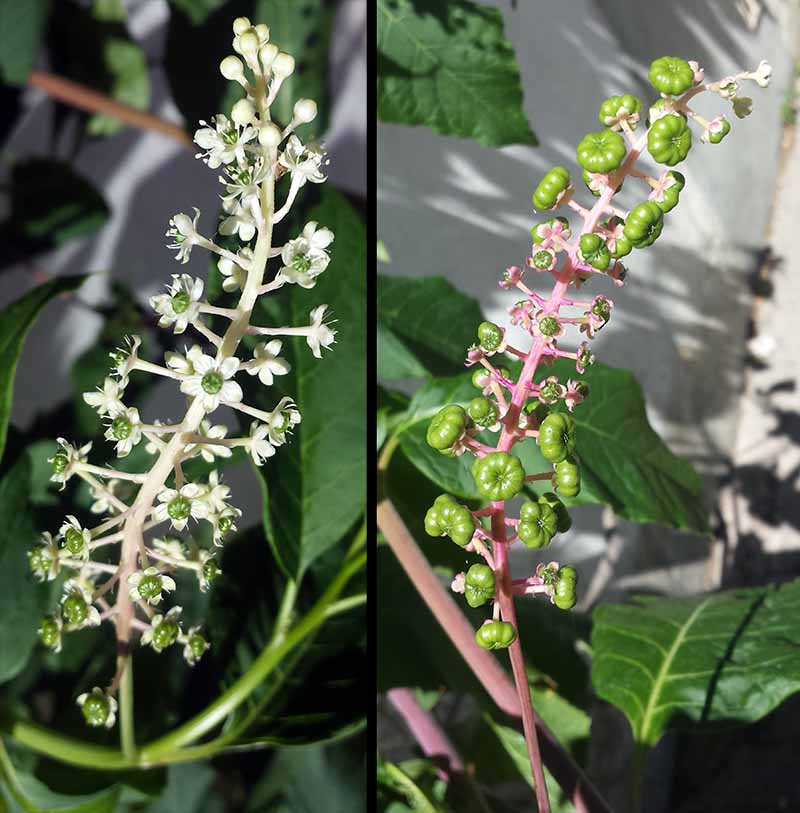 Phytolacca americana Linné, 1753 #46064