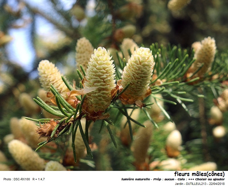 Picea abies - Epicea commun #54696