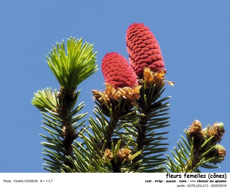 Picea abies - Epicea commun #54701