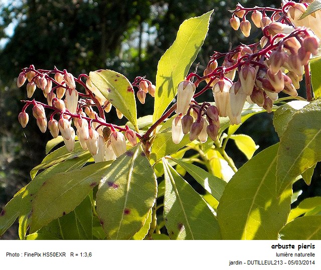 PIERIS JAPONICA - ANDROMEDE DU JAPON #36645