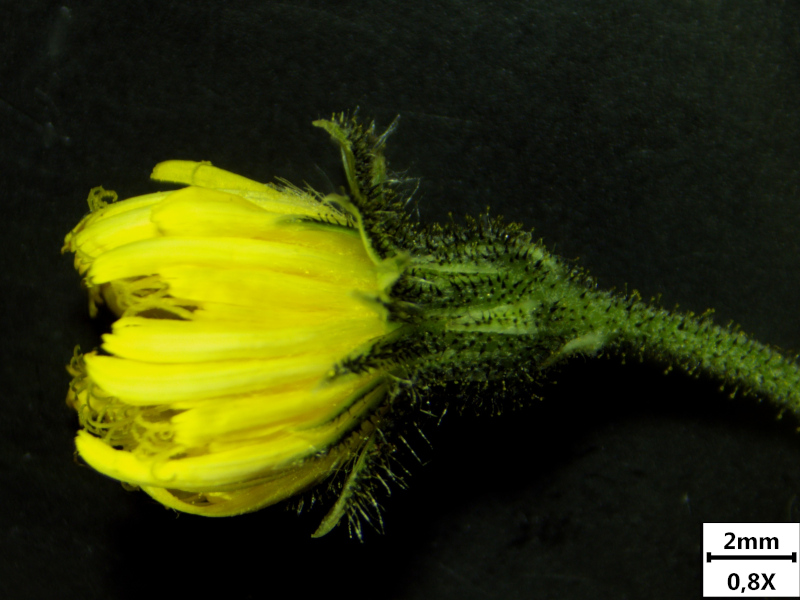 Pilosella flagellaris (Willd.) P. D. Sell & C. West, 1967 #70959