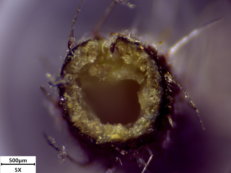 Pilosella flagellaris (Willd.) P. D. Sell & C. West, 1967 #70951