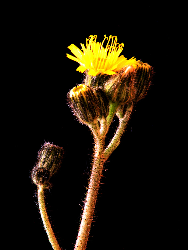 Pilosella flagellaris (Willd.) P. D. Sell & C. West, 1967 #70956