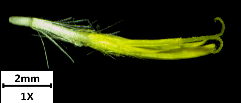 Pilosella flagellaris (Willd.) P. D. Sell & C. West, 1967 #70967