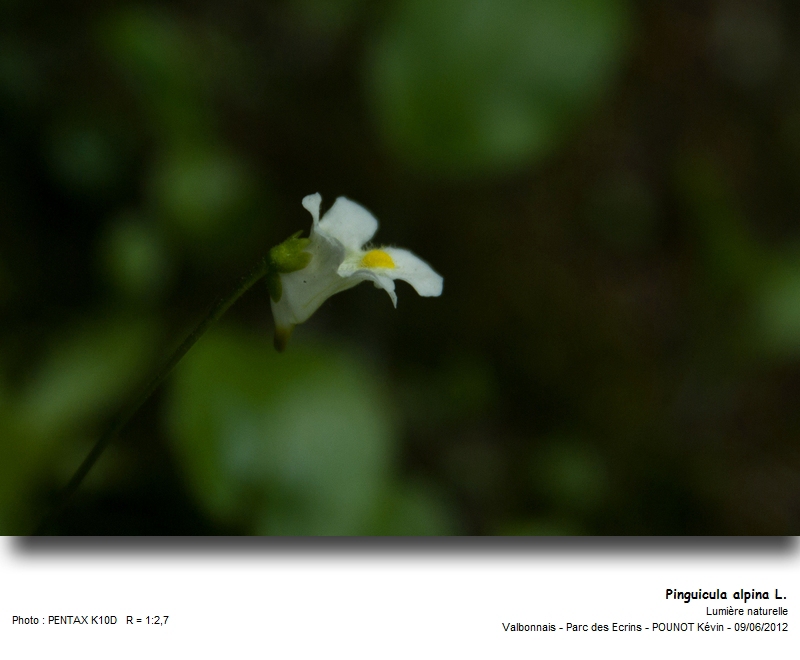 Pinguicula alpina L. - Grassette des Alpes #27295