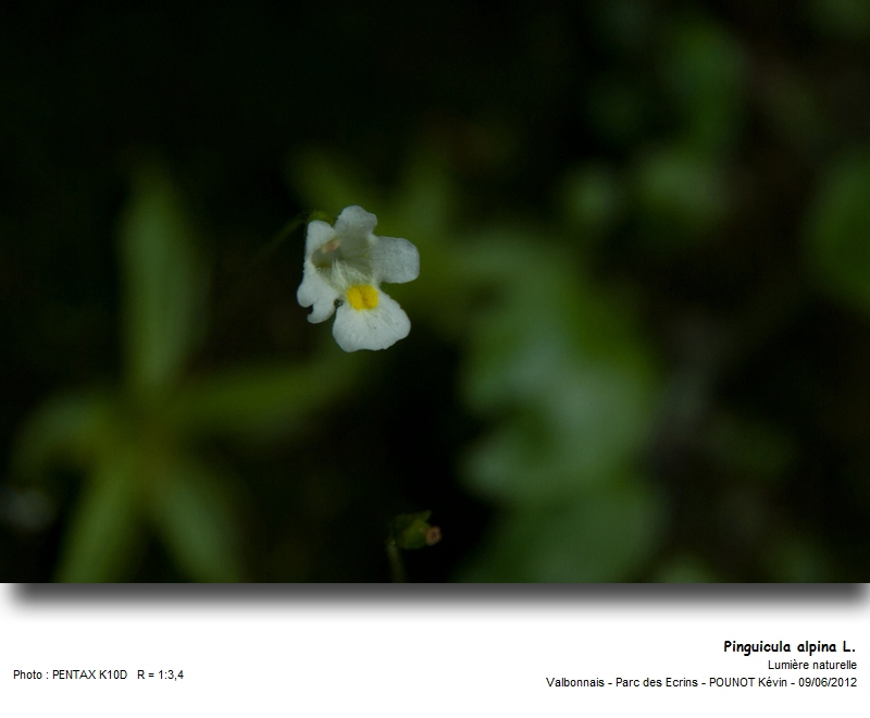 Pinguicula alpina L. - Grassette des Alpes #27293