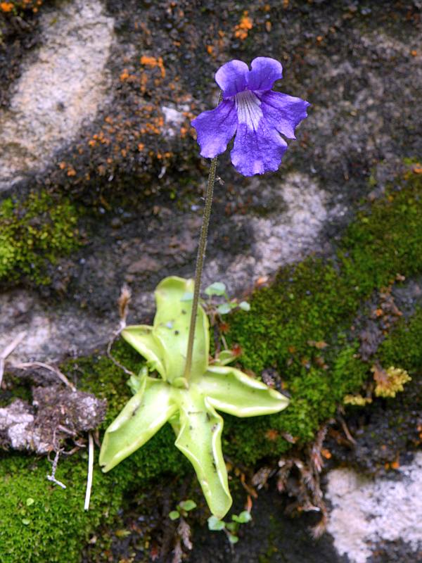 Pinguicula grandiflora Lam. #45902