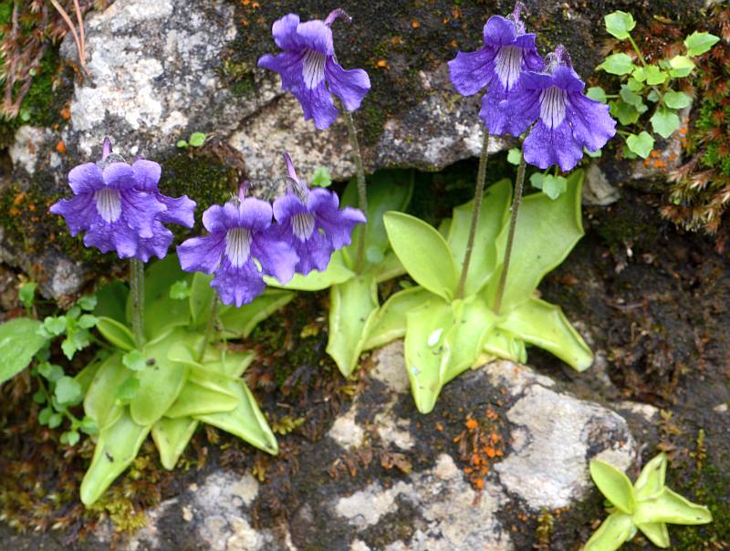 Pinguicula grandiflora Lam. #45901