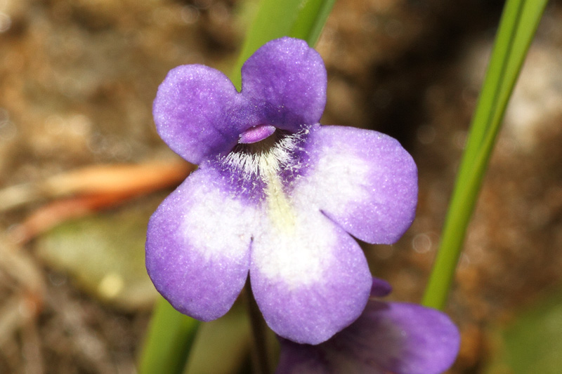 Pinguicula reichenbachiana Schindl. #24850