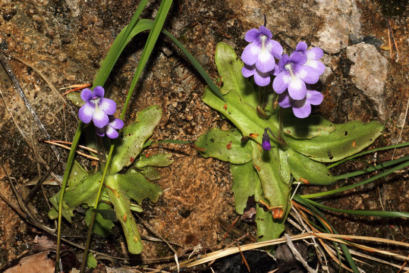 Pinguicula reichenbachiana Schindl. #24852