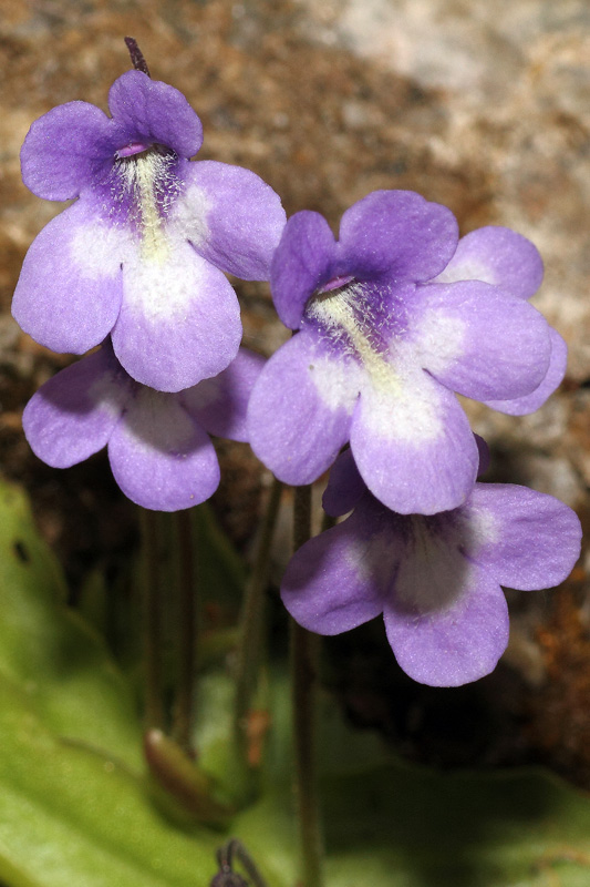 Pinguicula reichenbachiana Schindl. #24851
