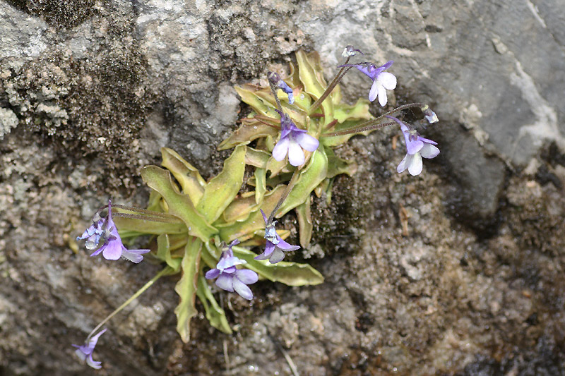 Pinguicula reichenbachiana Schindl. #24853