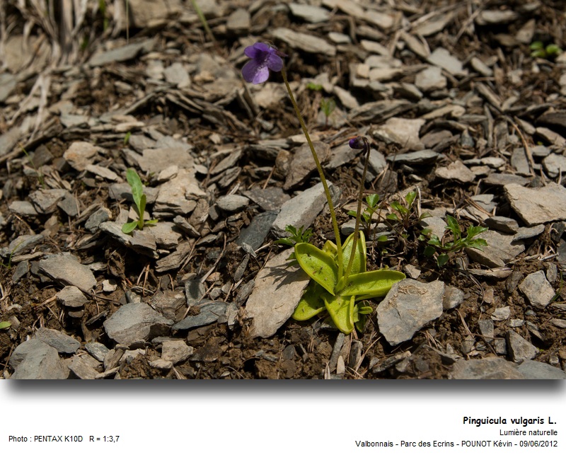 Pinguicula vulgaris L. - Grassette commune #27296