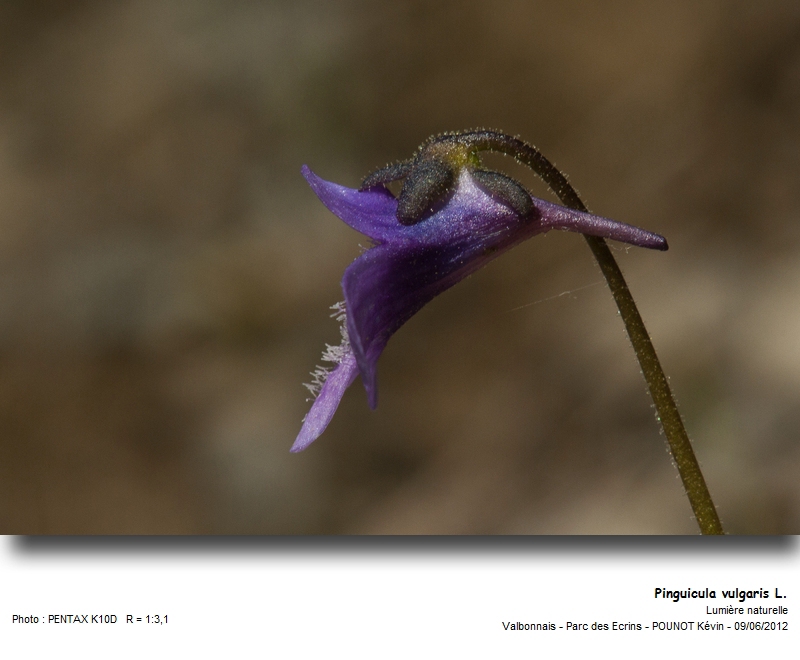 Pinguicula vulgaris L. - Grassette commune #27297