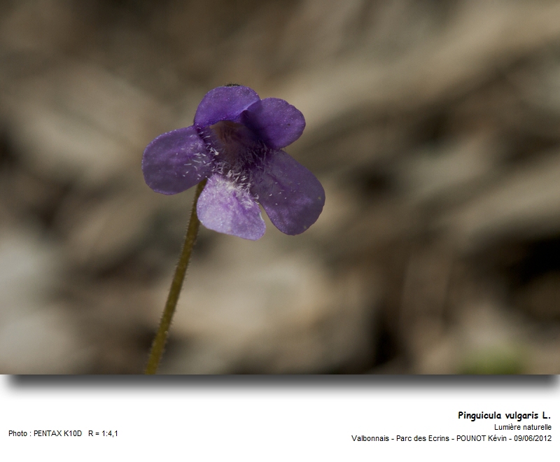 Pinguicula vulgaris L. - Grassette commune #27298