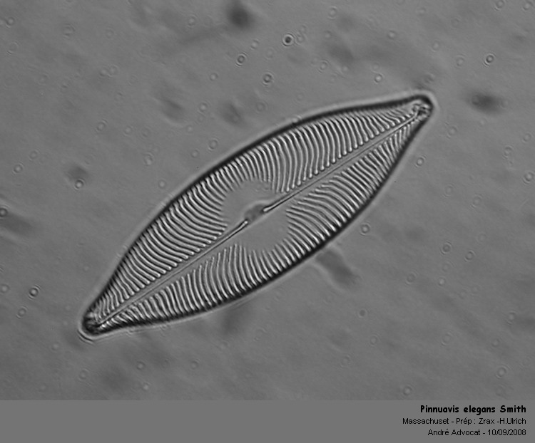 Pinnuavis elegans (W.Smith) Okuno #5486