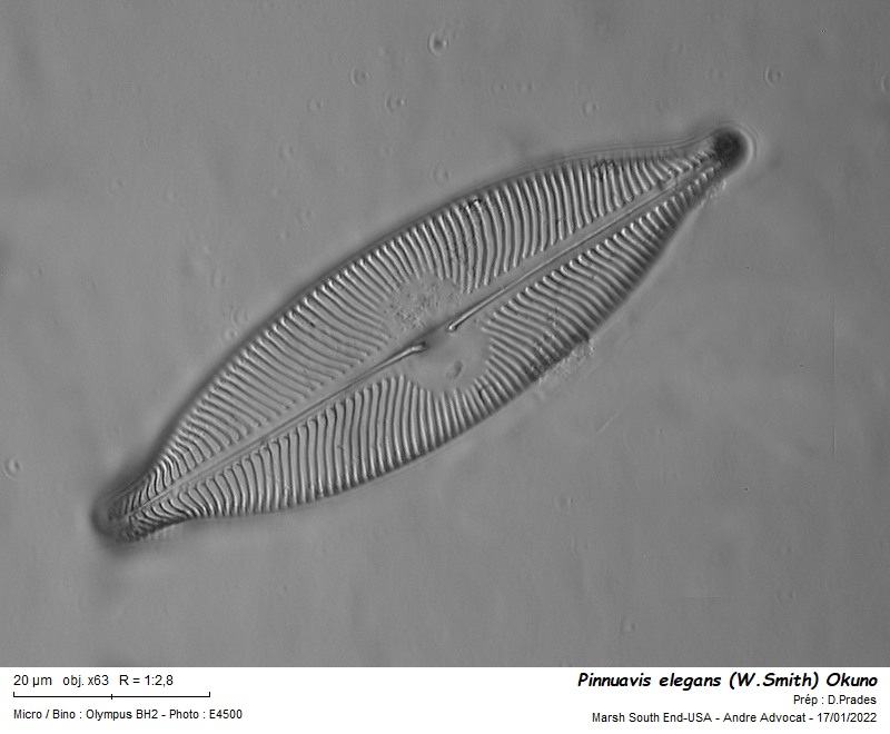 Pinnuavis elegans (W.Smith) Okuno #69102