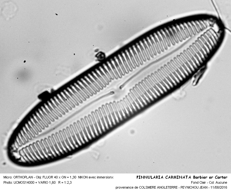PINNULARIA  CARMINATA Barbier et Carter #46439