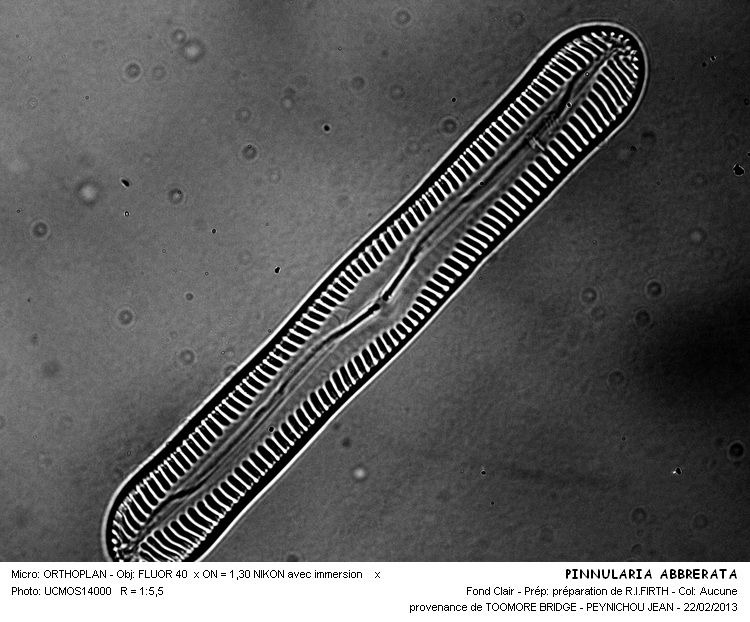 PINNULARIA ABBREVRATA #29939