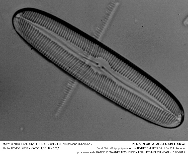 PINNULARIA AESTUARII Cleve #41941