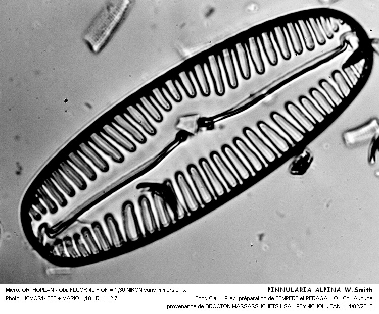 PINNULARIA ALPINA #40649