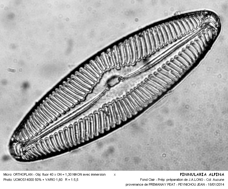 PINNULARIA ALPINA #35782