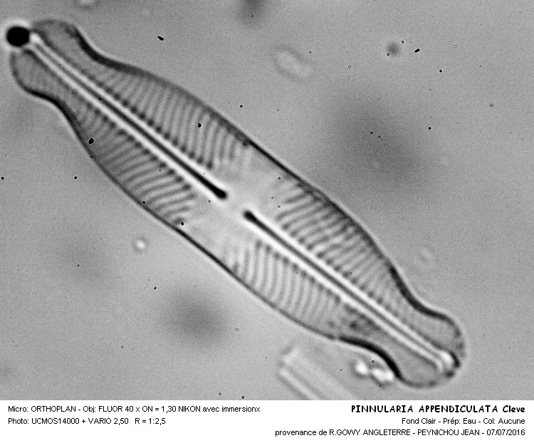 PINNULARIA APPENDICULATA Cleve #46002