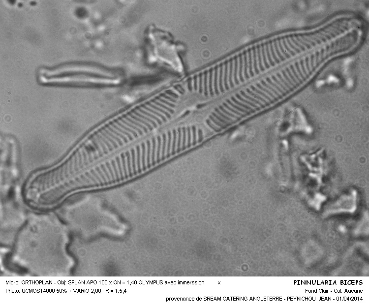 Pinnularia biceps Gregory #37031