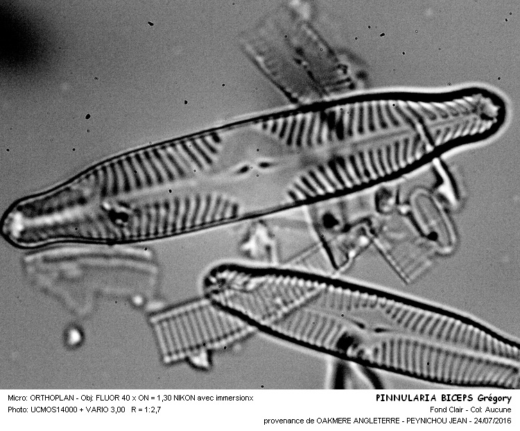 PINNULARIA BICEPS Grégory #46251