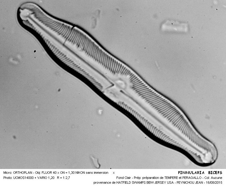 Pinnularia biceps Gregory #41959