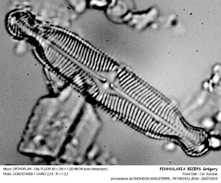 PINNULARIA BICEPS Grégory #46274