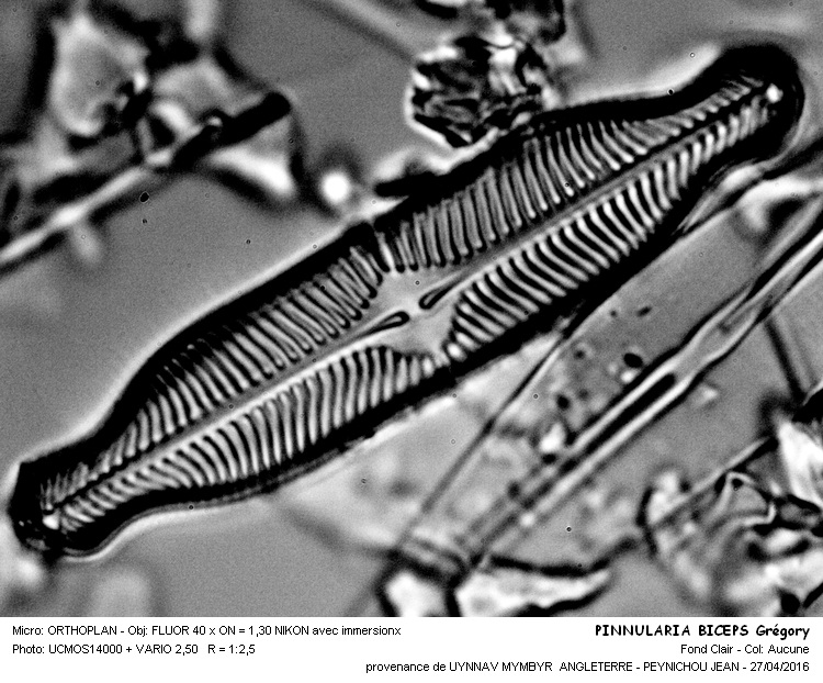 PINNULARIA BICEPS Grégory #44873