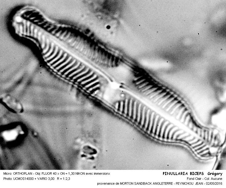 PINNULARIA BICEPS Grégory #44972