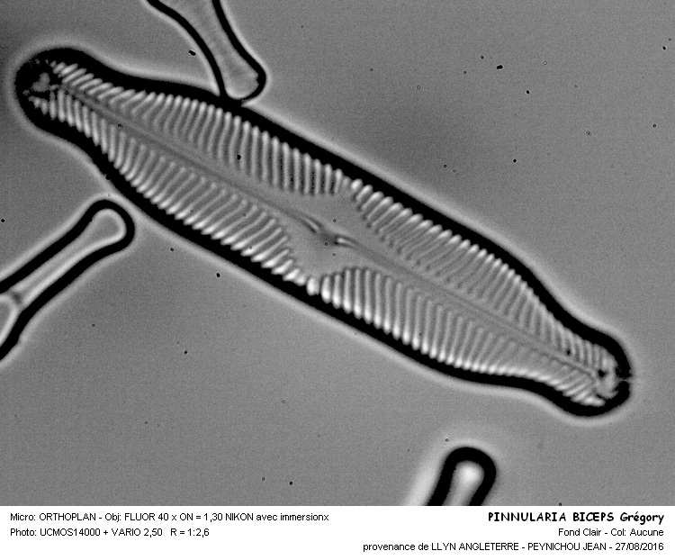PINNULARIA BICEPS Grégory #46683