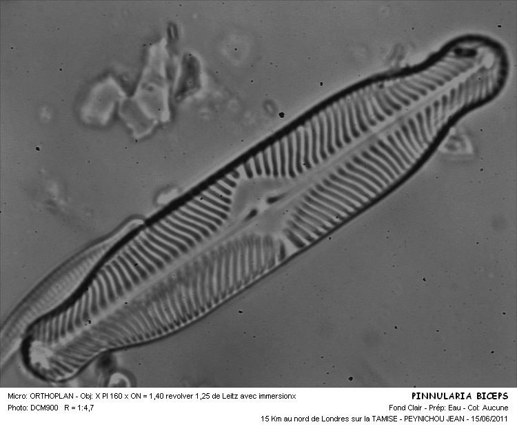 Pinnularia biceps Gregory #22734