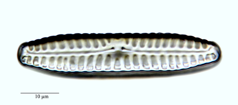 Pinnularia borealis #71694