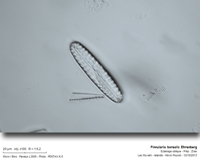 Pinnularia borealis Ehrenberg #34265