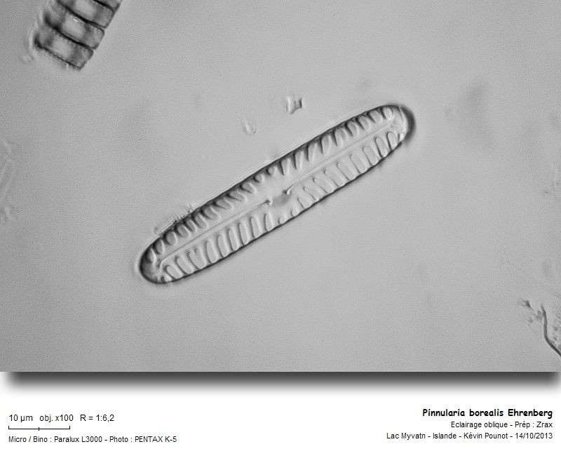 Pinnularia borealis Ehrenberg #34303