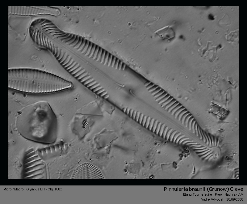Pinnularia braunii (Grunow) Cleve #5758