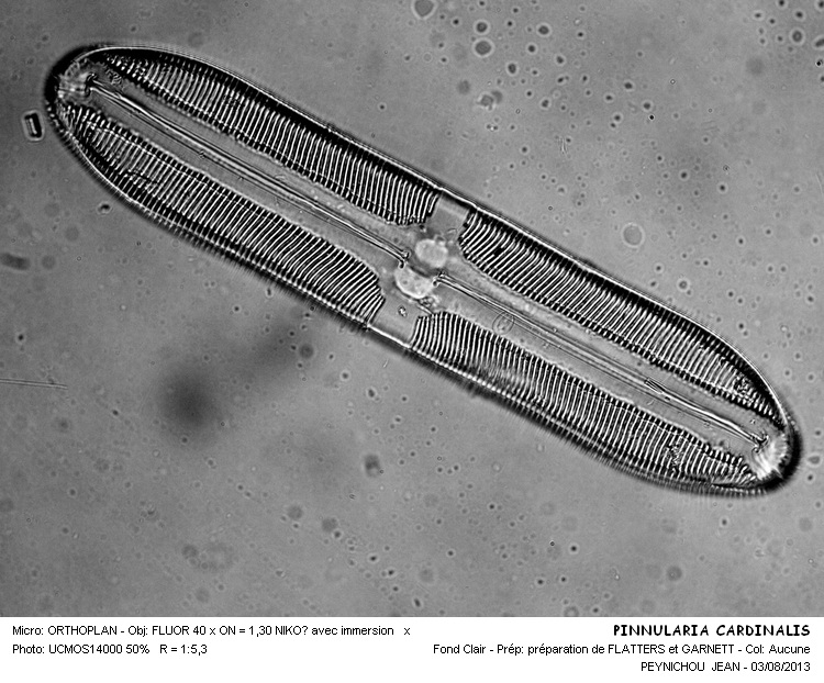 PINNULARIA CARDINALIS #33044