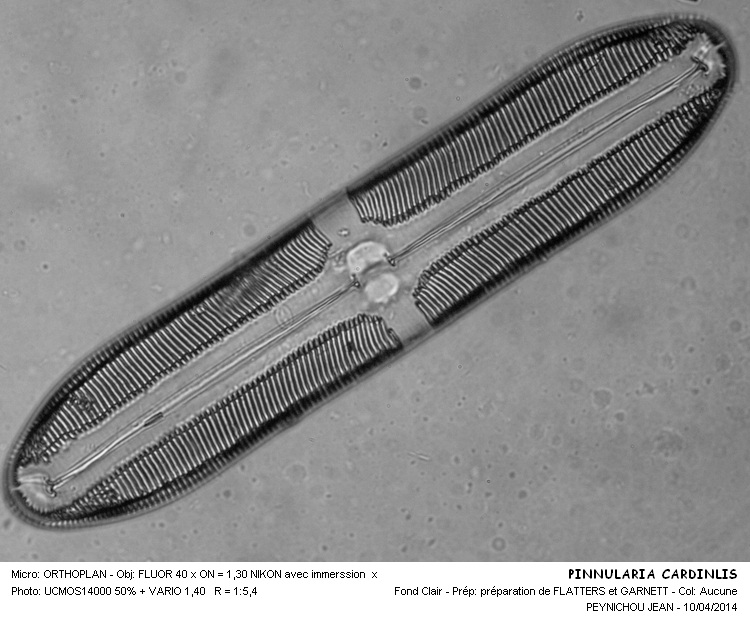 PINNULARIA CARDINALIS #37144