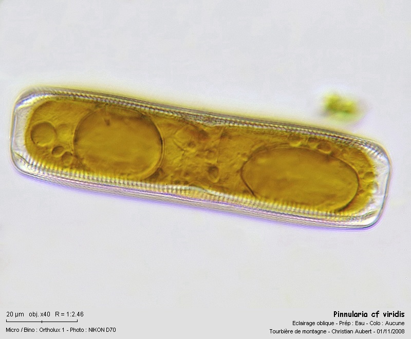 Pinnularia cf viridis (Nitzsch) Ehrenberg, In vivo #6474