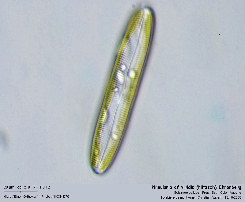Pinnularia cf viridis (Nitzsch) Ehrenberg, In vivo #6073