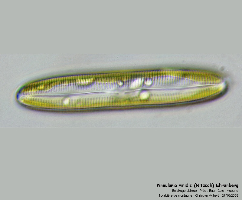 Pinnularia cf viridis (Nitzsch) Ehrenberg, In vivo #6353