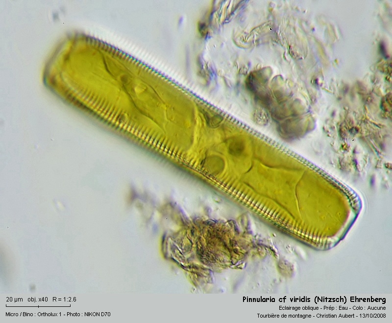 Pinnularia cf viridis (Nitzsch) Ehrenberg, In vivo #6074