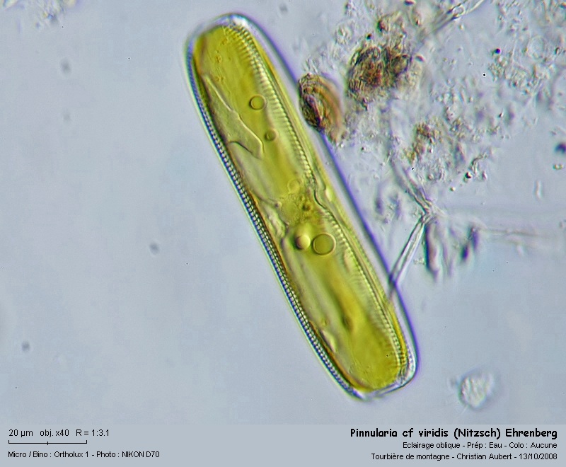 Pinnularia cf viridis (Nitzsch) Ehrenberg, In vivo #6075