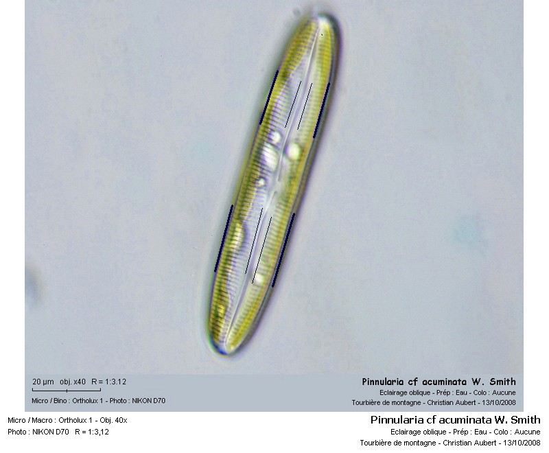 Pinnularia cf viridis (Nitzsch) Ehrenberg, In vivo #6330