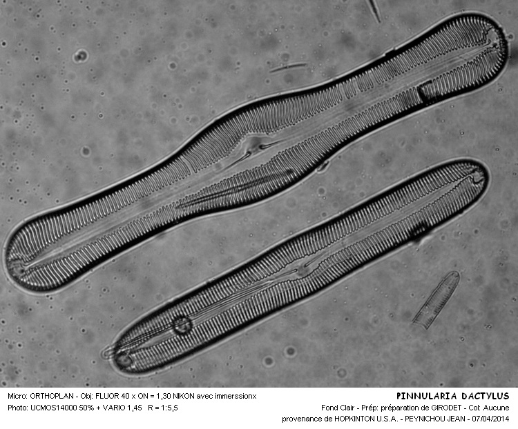 PINNULARIA DACTYLUS forme différente #37104